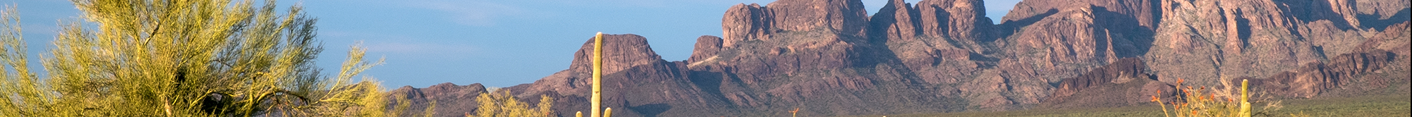 Desert trees with mountains in the background.