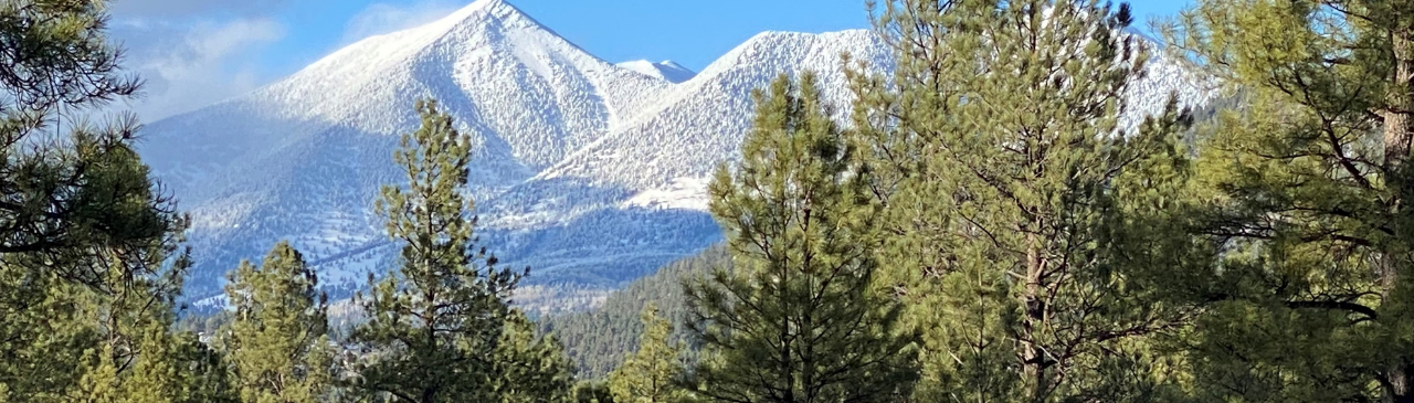 Pine trees with snowcapped mountains and a blue sky in the background.